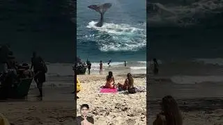 Whale Tail Stuns Everyone on the Beach! 🐋🌊 | Epic Ocean Moment