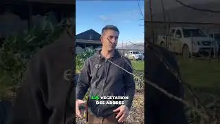 Comment tailler un arbre fruitier - Les 3 erreurs &agrave; &eacute;viter