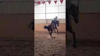 Daily Horse Jumping Training Routine | Rider Tips & Horse Control