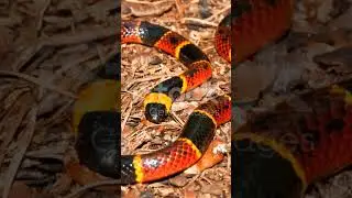 #coralsnake #facts