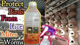 How To Protect Birds From Mites, Lice, Bugs And All Kind Of Worms | Birds Stress Solution