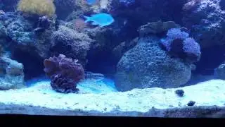 Dragon Ghost Goby