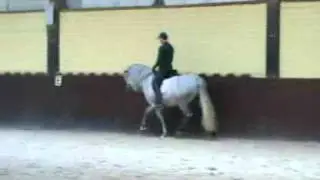 PRE dressage sports future stallion, Usurero ST