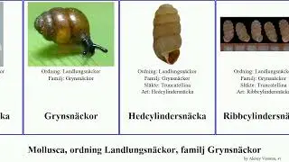 Mollusca, ordning Landlungsn&auml;ckor, familj Grynsn&auml;ckor skruvsn&auml;cka Hedcylindersn&auml;cka Attempt Str&auml;v