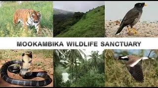 Mookambika Wildlife Sanctuary, Kodachadri, Kollur