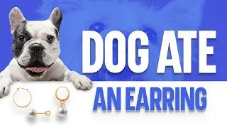 My Dog Ate An Earring - What Should I Do