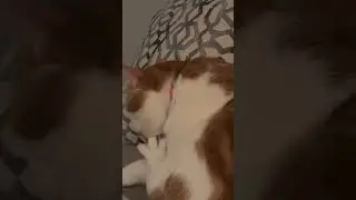 Cute cat licking paws #funnycats #satisfying