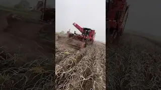 2x Grimme Varitron 470🥔🥔 #agrarwirtschaft #agriculture #farming #grimme #potato #kartoffeln