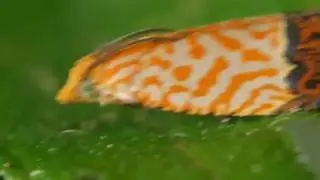 ［見島のいきものたち 43］ センダンヒメハマキ Loboschiza koenigiana（Ⅰ）