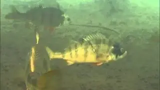 Tauchvideo Steinberger See um 2005