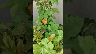 #rose#orangerose #rosewithincreepers#naturelove #happygardening #evergreennature #magicalnature 🧡💚💛