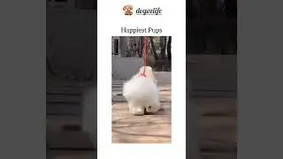 Собачки отжигает 🐩🐩🤣🤣🤩🤩😍 #remix #dog#веселыекоты