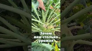 Говорят большая кольраби не вкусная #мульчирование #огород