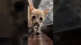 Kitten meowing 😻 | #catsound #catvideos #cat #catvoice #persian #cute #funny #cutebaby #pets