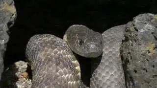 TIGER SNAKE at Head Height