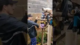 wooden dummy Freestyle #artesmarciais  FREE #woodendummytraining #kungfu  KUNG FU TRAINING 🐉🦅