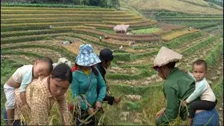 The burden when harvesting rice is ripe, women are often encountered when they have young children