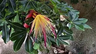 Sharon Wilson, George Brown Darwin Botanic Gardens, #plantchallenge