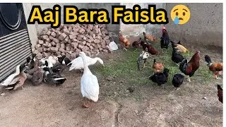 Aaj Ducks aur Hens Mini Zoo Se Bahir Kyun Nikale? Bara Faisla | Mini Zoo Reality