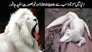 Top 10 unique & rare white animals || دنیا میں موجود خوبصورت سفید جانور || Knowledge ki Dunya