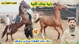 Horse Mandi Ring Road Peshawar Latest Updates 12/01/2024 | Polo Games Horses Available 😍 Izhar Ali
