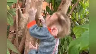 help me this's red ants Donald so hurt sad sound calling brother for help#cat #dance #duet #cute 