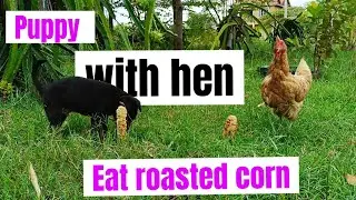 Puppy and hen eating roasted in the garden | Cute animal videos 