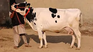 6 Cows for sale, 6 ਗਾਵਾਂ ਵਿਕਾਊ 