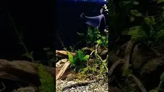 Notopterus&nbsp;notopterus&nbsp;(PALLAS, 1769)e Featherback