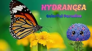 Vibrant Hydrangeas change color with the soil. Symbolizing gratitude. Perfect grace for any garden.