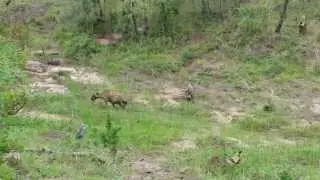 Pack of Wild dogs versus Clan of Hyenas