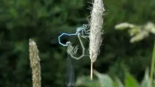 White Legged Damselfly