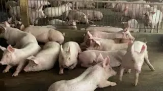 herd of three-blood hybrid pigs in a closed farm