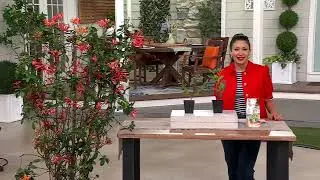 Ultimate Innovations 2pc Honeysuckle Magnet Live Plants on QVC