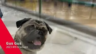 Gus-Gus the Incredible Pug, conquers his training with Aaron of Integrity K9 Trainers