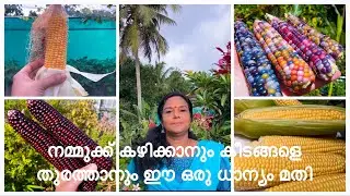 CORN ORGANIC | അടുക്കളത്തോട്ടത്തിന്റെ കാവൽക്കാരായി ഈ ധാന്യം നട്ടാൽ കീടങ്ങൾ അടുക്കില്ല |