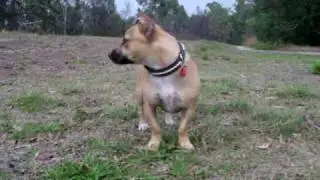 staffy/jack russel