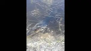 Sanibel alligator