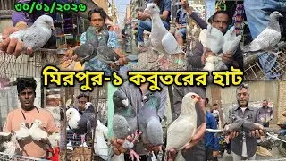 ৩০/০১/২০২৬ মিরপুর-১ কবুতর হাট || মিরপুর-১ কবুতরের হাট ২০২৫ || Mirpur-1 Pigeon Market || কবুতর বাজার