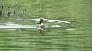 Somormujo lavanco (Podiceps cristatus) 18/06/2025 @elanio1972 V&iacute;deo 2