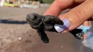 Sea Turtles Hatching | We Saved 75 of Baby Caretta Caretta