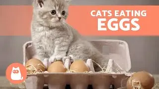 Can My CAT EAT EGGS? 🐱🥚 What About RAW EGGS?