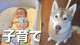 赤ちゃんのお世話を積極的に行う愛犬が優し過ぎました・・・