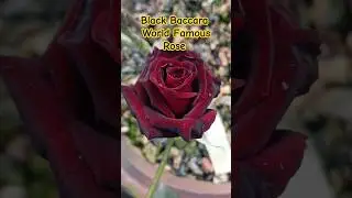 World famous Rose Black Baccara #rose