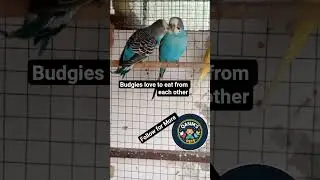 budgies have me time#qasimspets #birds #winterbirds #funnyanimals #cuteanimals #funny #foryou #wow