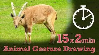 Animal Drawing References #206 - 15x2min poses - Nubian Ibex