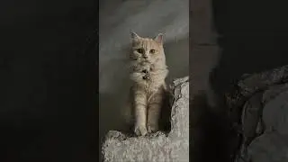 Junior🐾💗.           #shorts #youtubeshorts #trending #viralshorts #youtube #subscribe #like #cat