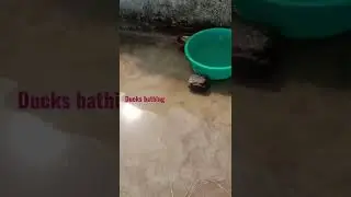 #Ducks bathing on the roof top #shorts #shortsvideo #shortsfeed #enjoying #water