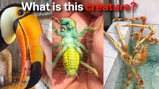8 minutes of the strangest creatures on earth
