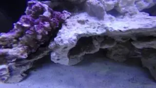 Cadlights 68G Saltwater Aquarium Part 1 - A look inside the tank